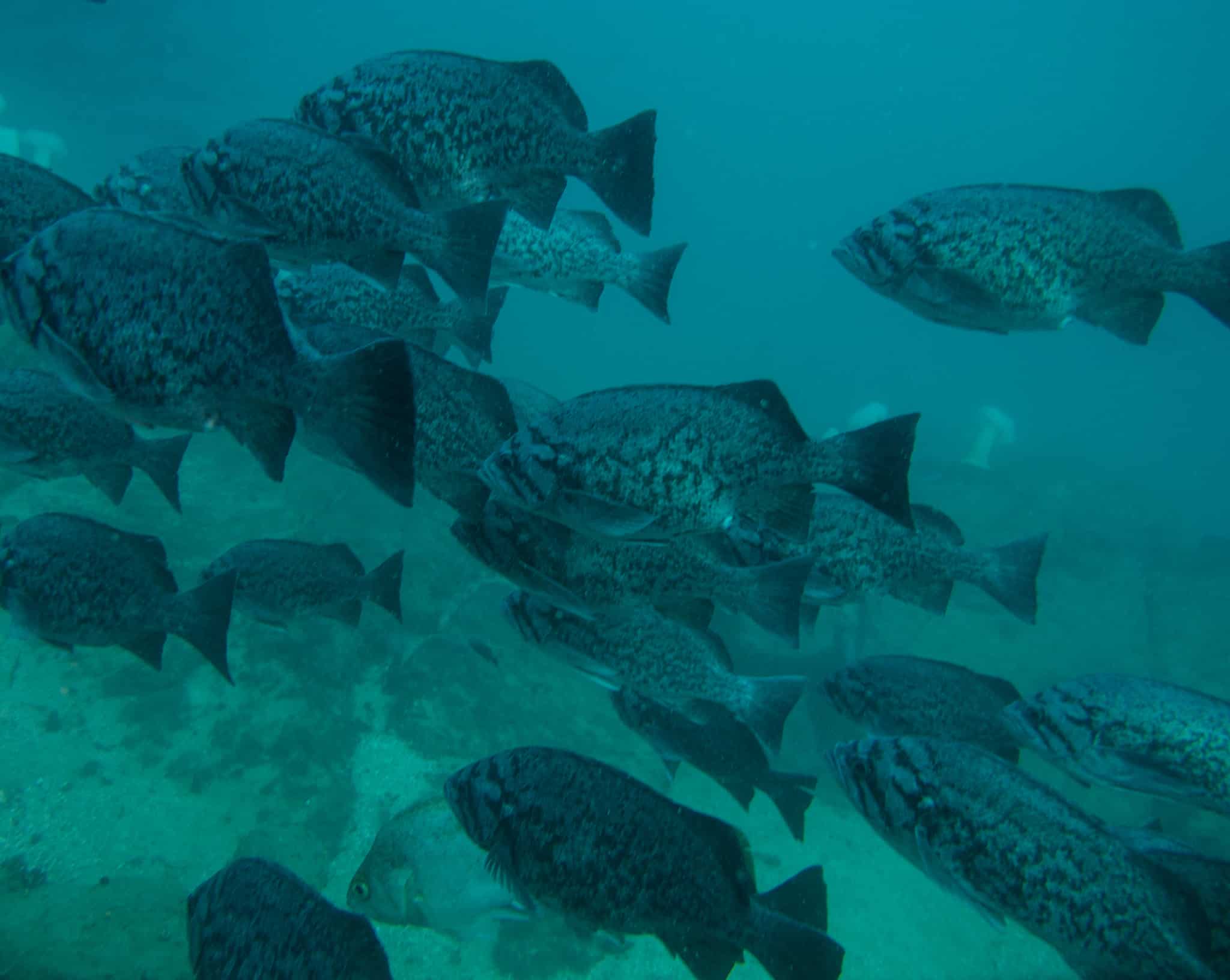 Rockfish 10 Surprising Facts about the Catch of the Day